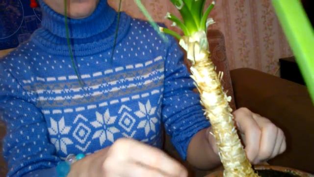 Мои комнатные растения. Как ухаживать за нолиной зимой смотреть онлайн