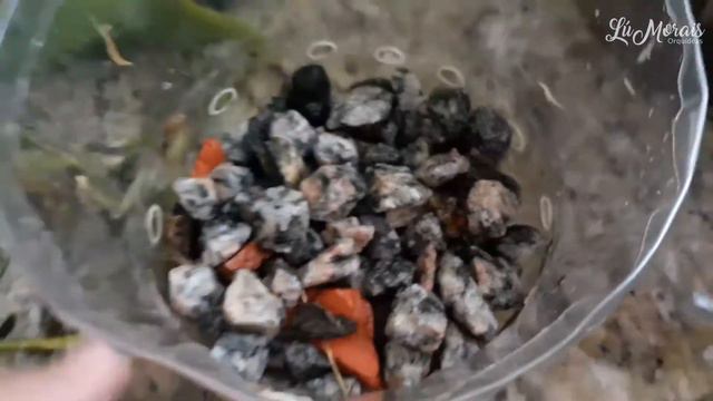 REPLANTANDO MINHA LINDA PHALAENOPSIS смотреть онлайн