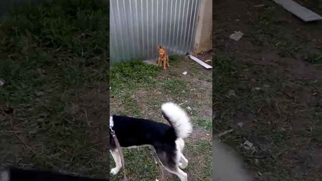 Хаски-хулиган смотреть онлайн