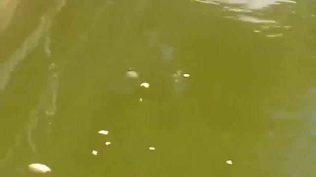 черепахины (Одесский парк победы ) смотреть онлайн