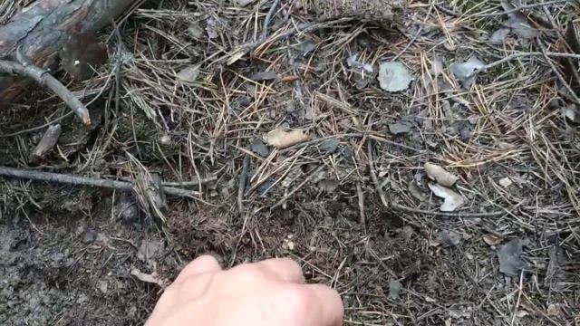 Грибы зеленушки. смотреть онлайн