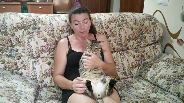 Где взять хорошего кота смотреть онлайн