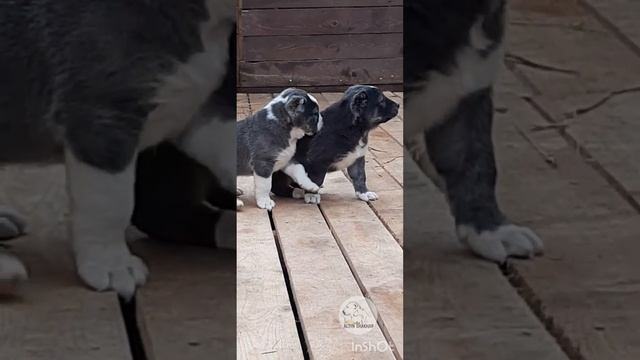 Все оттенки серого! Девочки предлагаются. ☎️+79829386271 смотреть онлайн