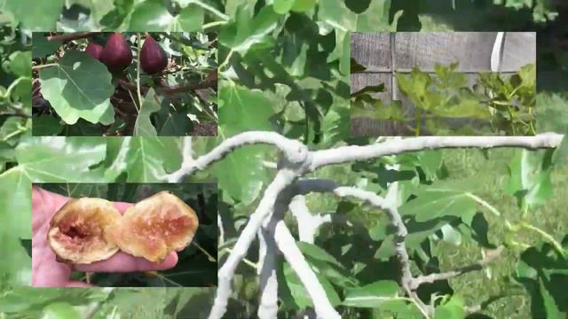 Инжир в контейнерах Россия @Hortus Eden смотреть онлайн