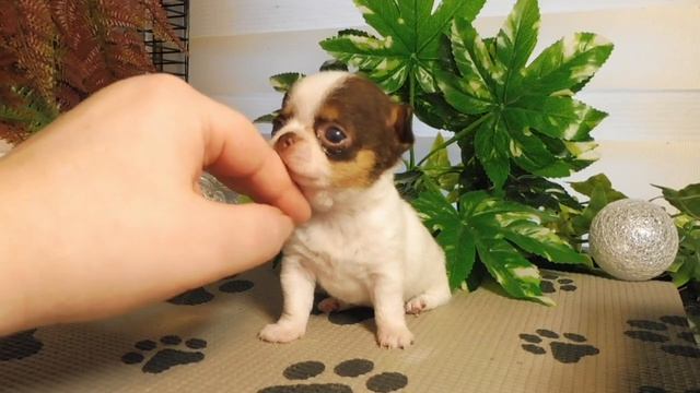 Очень ДОРОГО продаю СУПЕР мини девочку породы ЧИХУАХУА Др 24/01/2022 года .ВЕС в 1 месяц - 300 грам смотреть онлайн