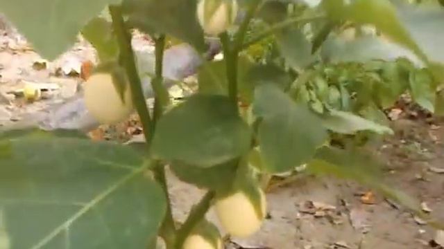 Solanum melongena www seeds-gallery com смотреть онлайн
