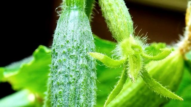 Желтеют листья на огурцах? Срочно дайте это огурцам, иначе урожая не будет смотреть онлайн