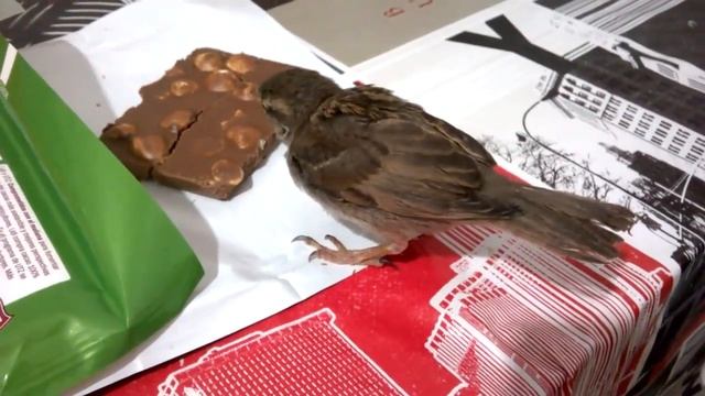 ШОКОЛАДКА ДЛЯ ВОРОБЬЯ смотреть онлайн