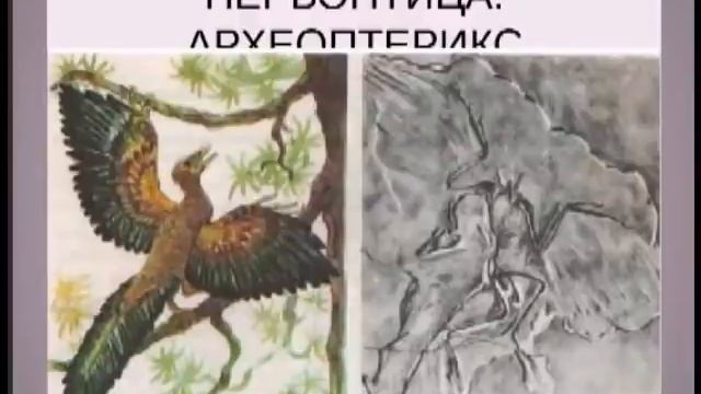 Теория Дарвина придуманная на заказ смотреть онлайн