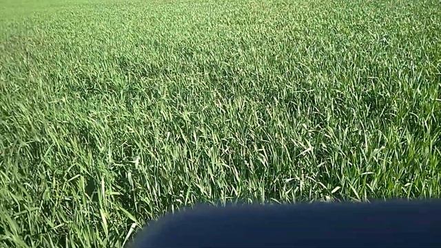 Обзор пшеницы,, юка.. Спустя 5 дней после обработки от пьявицы и фунгицидом. смотреть онлайн