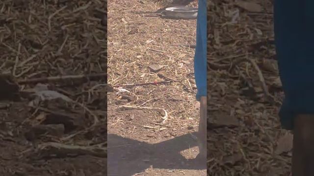 куры едят Майских жуков... смотреть онлайн