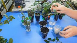 ?СУПЕР СПОСОБ РАЗМНОЖЕНИЯ ФУКСИИ ! ПОСАДКА ЧЕРЕНКОВ И УХОД ЗА НИМИ ?