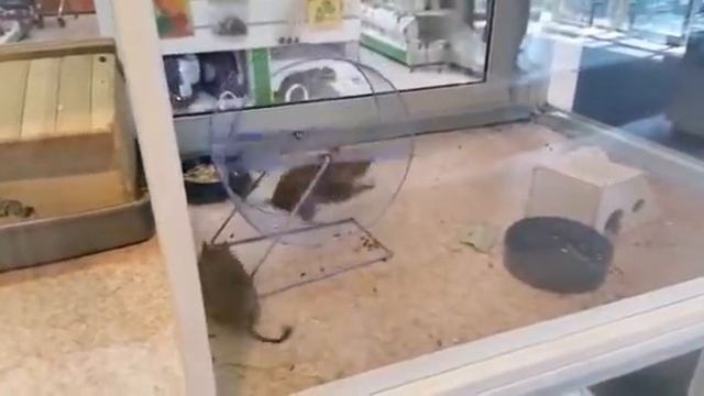 ЧИЛИЙСКИЕ БЕЛКИ / СМОТРЕТЬ ВСЕМ смотреть онлайн