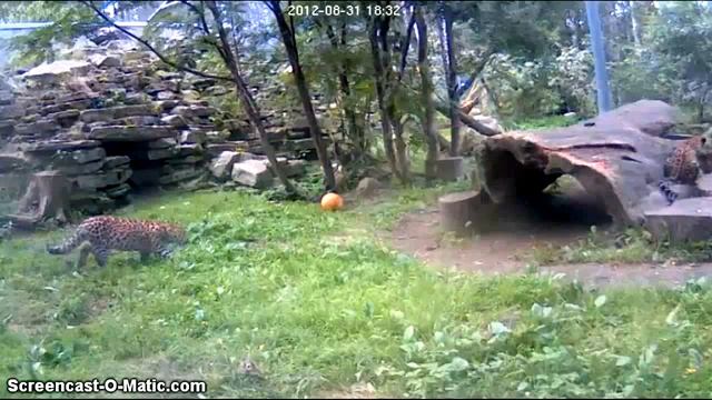 Амурские леопарды 31.08.2012. Таллинский зоопарк смотреть онлайн