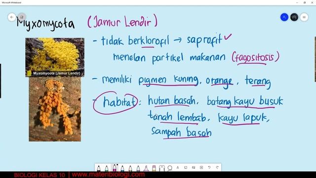 Myxomycota Dan Oomycota | Protista Mirip Jamur Kelas 10 смотреть онлайн