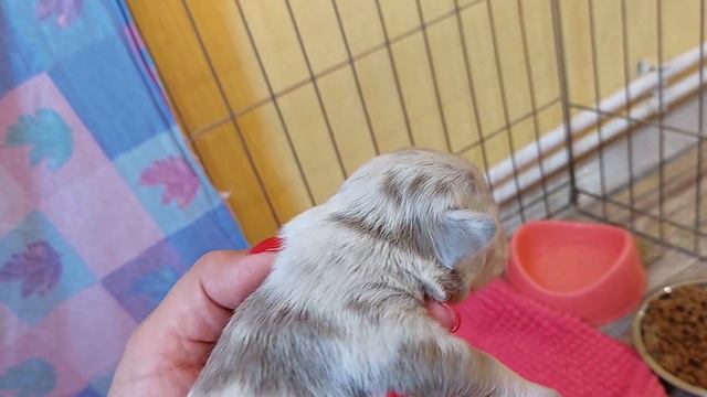 9 дней щенкам чихуахуа Божены и Ролекса питомник Кастропуло Крым лиловый Мерль и лиловый+7978745806 смотреть онлайн