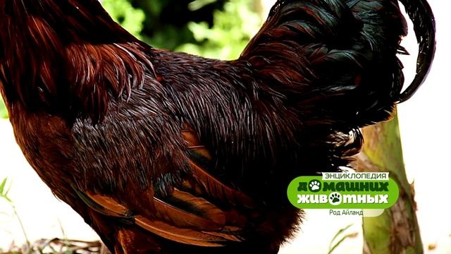 Энциклопедия домашних животных №7 - Род-айланд смотреть онлайн
