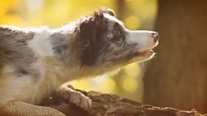 Бордер-колли. Способности к тренировке.