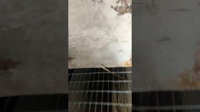 24/ Разбираю клетку, в клетке грязь и кокцидиоз. смотреть онлайн