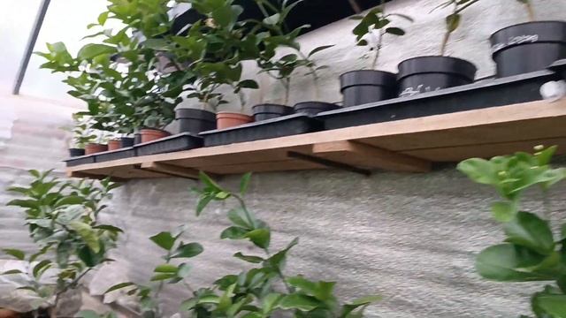 Рука Будди добре укоріннюється? смотреть онлайн