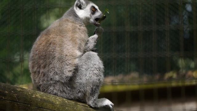Ringtailed Lemur (Katta) at the NaturZoo in Rheine (Germany) смотреть онлайн