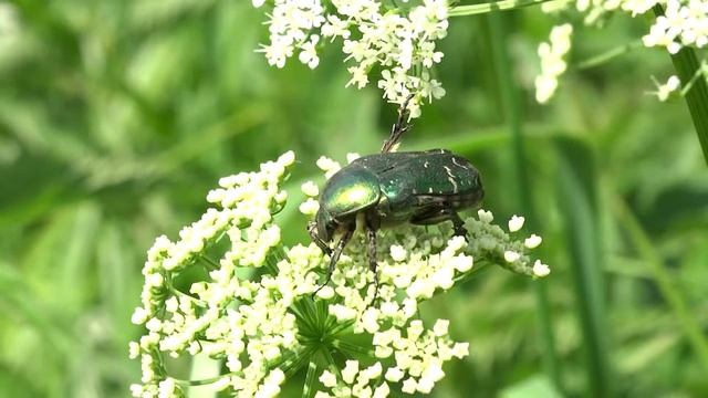 Бронзовка золотистая. ( Cetonia aurata ) смотреть онлайн