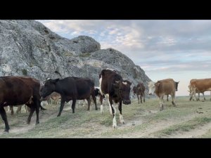 UZBEKISTAN. Border with Kyrgyzstan. Namangan. One day of life of chobans (chopon). ASMR, Russia.