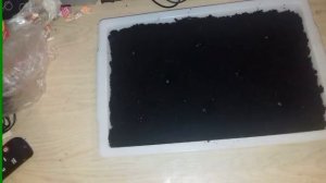 Выращиваем  РУККОЛУ ! !!! В домашних условиях! ! Как посадить РУККОЛУ!  Часть  первая!