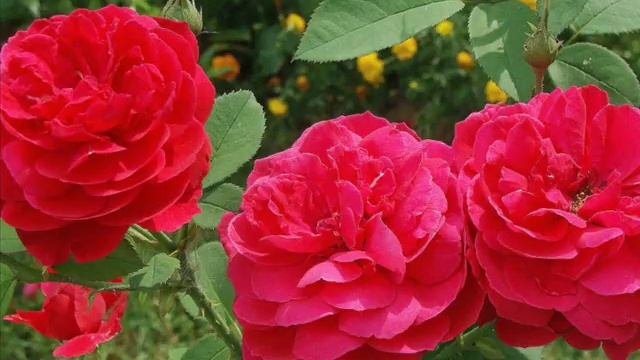 "Моего тот безумства желал..." (А. Фет - А. Домащенко) смотреть онлайн