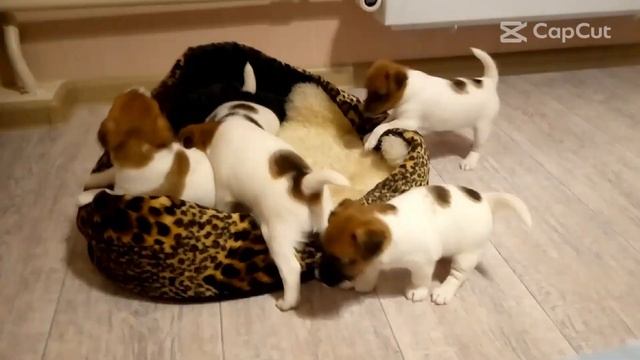 Щенки Джек Рассел Терьера. Радость каждого дня) Часть 2. "Право быть в лежаке" смотреть онлайн