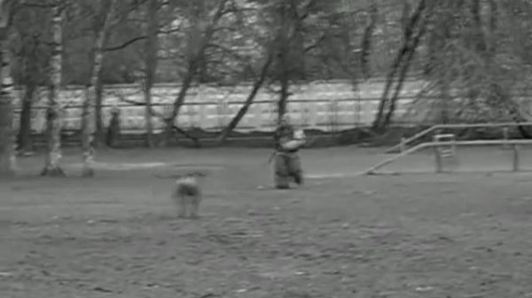 RHODESIAN RIDGEBACK Дикие риджбеки Wild Ridgeback .wmv