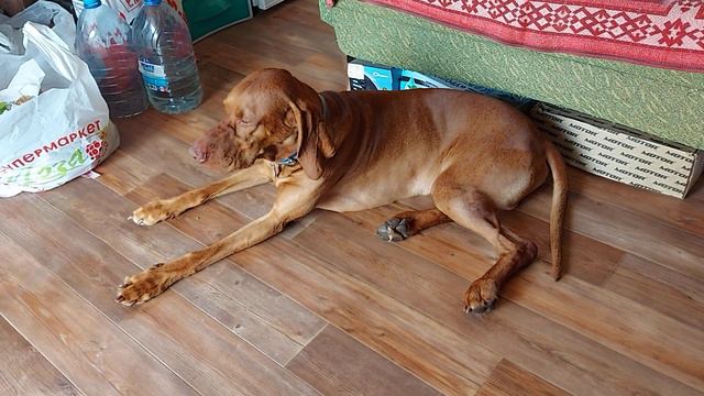 Я не сплю! Почти... смотреть онлайн