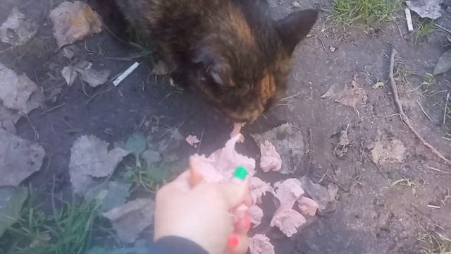Котик живёт возле магазина!!! смотреть онлайн