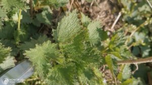 Крапива. Что приготовить? Суп, салат и кутабы с крапивой