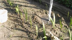 нашатырный спирт-супер удобрение -для  подкормки цветов.ammoniakki-lannoite super-Fertilizer kukkia