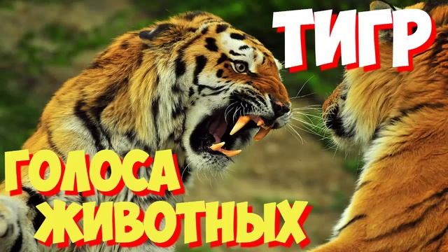 Учим голоса птиц и звуки животных. Звуки природы слушать онлайн ТИГР смотреть онлайн