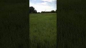 Как растёт озимая пшеница на огороде.