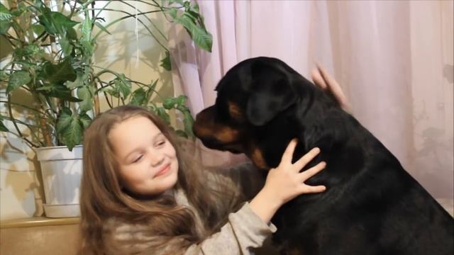 Ротвейлер страшная собака 2 смотреть онлайн