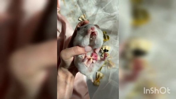 Звуки хомяка, какие звуки издают хомяки