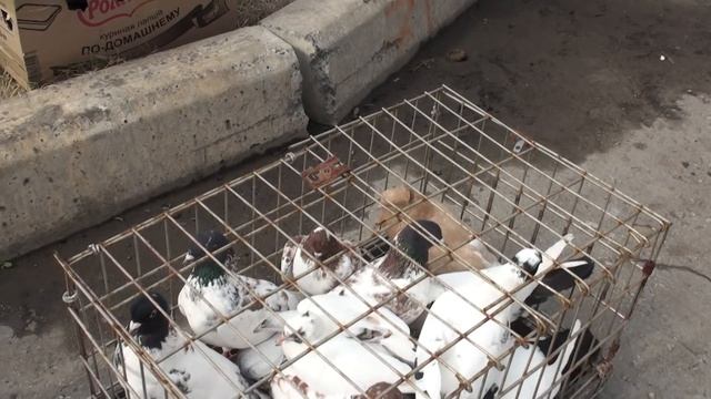 19.05.18. Ярмарка голубеводов в Тольятти Олег Костяков, Самарская область смотреть онлайн