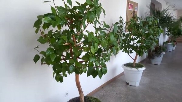 Как правильно обрезать комнатный гибискус ?