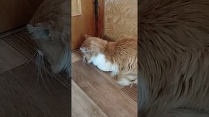 Лечим гингивит(воспаление десен) у кота.