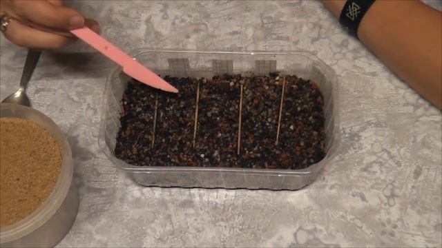 Всходы семян литопсов смотреть онлайн