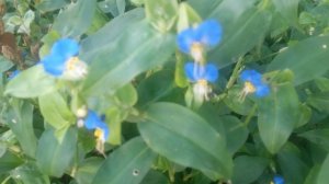 VID_20240909_085955.mp4