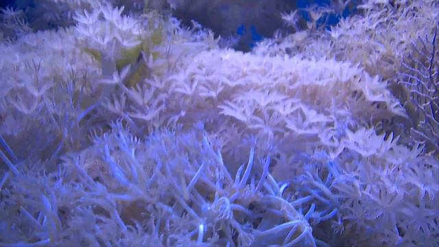 Aquarium Fish, Aquatic Creatures And Plants