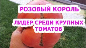 Розовый король - лучший сорт розовых помидор - самый сладкий розовый томат