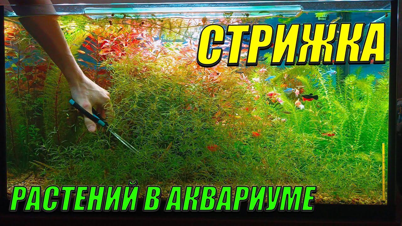 Капитальная уборка в аквариуме травнике смотреть онлайн