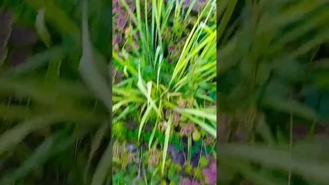 Тропические растения #колеус #природа #цветы #дача #выращиваниецветов #экзотика #клумбы смотреть онлайн