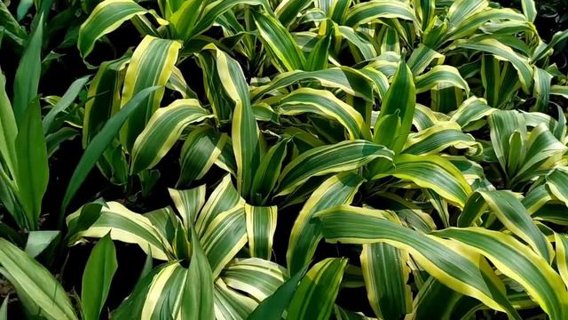 Ornamental Plants and it's Price смотреть онлайн