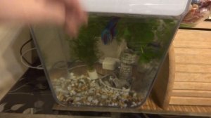 Комнатные цветы/растения. Пафиопедилум-история покупки. Акваферма-растения над аквариумом.